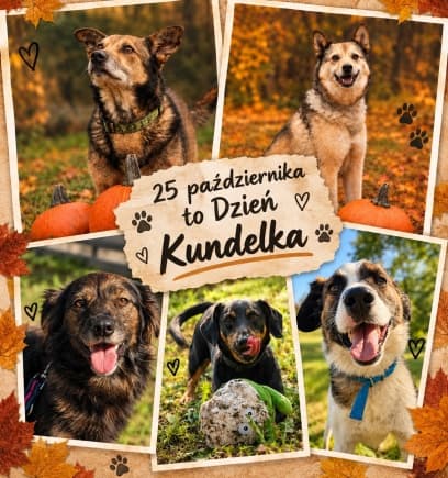 Ilustracja materiału: Dziś obchodzimy... Dzień Kundelka! Zobacz galerię wspaniałej gromadki z iławskiego schroniska